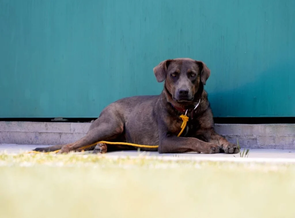 Perro de pelaje oscuro recostado sobre una superficie de concreto, sujeto con una correa amarilla, frente a una pared color turquesa en un espacio exterior.